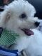 Bichon Frise Puppies for sale in Greenville, SC, USA. price: $2,000