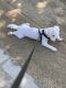Bichon Frise Puppies for sale in Signal Hill, CA, USA. price: $2,500