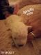 Bichon Frise Puppies for sale in 365 N 10th St, Lebanon, PA 17046, USA. price: $500