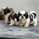 Bichon Frise Puppies for sale in California City, CA, USA. price: NA