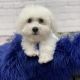 Bichon Frise Puppies for sale in Leland, NC, USA. price: NA