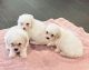 Bichon Frise Puppies for sale in Dallas, TX, USA. price: $1,200