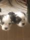 Bichon Frise Puppies for sale in Merced, CA, USA. price: $1,500