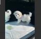 Bichon Frise Puppies for sale in Los Angeles, CA, USA. price: NA