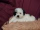 Bichon Frise Puppies for sale in Marion, MI 49665, USA. price: NA