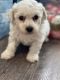 Bichon Frise Puppies for sale in St. Petersburg, FL, USA. price: NA