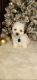 Bichon Frise Puppies for sale in Warren Park, IN 46219, USA. price: NA