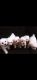 Bichon Frise Puppies for sale in Deltona, FL, USA. price: $2,600