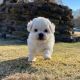 Bichon Frise Puppies for sale in Denver, CO, USA. price: $500