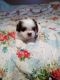 Bichon Frise Puppies for sale in Willisburg, KY 40078, USA. price: NA