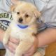 Bichon Frise Puppies for sale in Somerset, NJ 08873, USA. price: $700
