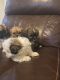 Bichon Frise Puppies for sale in Eastpointe, MI 48021, USA. price: $750