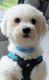 Bichon Frise Puppies for sale in Charlottesville, VA 22901, USA. price: NA
