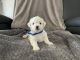 Bichon Frise Puppies for sale in Cleveland, GA 30528, USA. price: $1,500