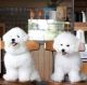 Bichon Frise Puppies for sale in 203 US-1, Norlina, NC 27563, USA. price: NA