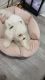 Bichon Frise Puppies for sale in Cleveland, OH 44104, USA. price: NA