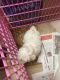 Bichon Frise Puppies for sale in Baltimore, MD, USA. price: $1,600