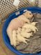 Bichon Frise Puppies for sale in Navasota, TX 77868, USA. price: NA