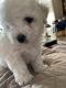 Bichon Frise Puppies for sale in Jacksonville, TX 75766, USA. price: NA