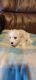 Bichon Frise Puppies for sale in South Pittsburg, TN 37380, USA. price: NA
