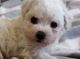 Bichon Frise Puppies for sale in Auckland, New Zealand. price: $3,000