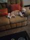 Bichon Frise Puppies for sale in Pennsauken Township, NJ 08109, USA. price: $400