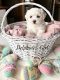 Bichon Frise Puppies for sale in Princeton, MN 55371, USA. price: $1,500