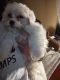Bichon Frise Puppies for sale in Oakland, CA, USA. price: NA