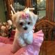 Bichon Frise Puppies for sale in Pittsburgh, PA, USA. price: $400