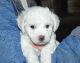 Bichon Frise Puppies for sale in Cabool, MO 65689, USA. price: $1,200