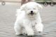 Bichon Frise Puppies for sale in Crestwood, IL, USA. price: NA