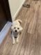 Bichon Frise Puppies for sale in West Allis, WI, USA. price: NA