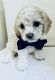 Bichon Frise Puppies for sale in Houston, TX 77024, USA. price: NA