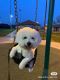 Bichon Frise Puppies for sale in Jurupa Valley, CA 91752, USA. price: NA