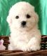 Bichon Frise Puppies for sale in Bay St Louis, MS 39520, USA. price: $1,500