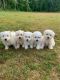 Bichon Frise Puppies for sale in Spartanburg, SC, USA. price: NA
