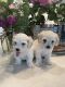 Bichon Frise Puppies for sale in Dallas, TX, USA. price: $1,500