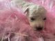 Bichon Frise Puppies for sale in Kingfisher, OK 73750, USA. price: NA