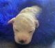 Bichon Frise Puppies for sale in Kingfisher, OK 73750, USA. price: $2,000