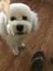 Bichon Frise Puppies for sale in Fort Worth, TX, USA. price: NA