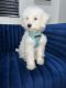 Bichon Frise Puppies for sale in Perris, CA, USA. price: $1,500