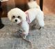 Bichon Frise Puppies for sale in Tupelo, MS, USA. price: NA