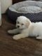 Bichon Frise Puppies for sale in Bowling Green, KY, USA. price: NA