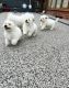 Bichon Frise Puppies for sale in New York, NY, USA. price: $650