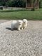 Bichon Frise Puppies for sale in Cleveland, GA 30528, USA. price: $1,250