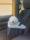 Bichon Frise Puppies for sale in Erie, PA, USA. price: $1,200