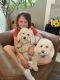 Bichon Frise Puppies for sale in Colorado Springs, CO, USA. price: $2,000