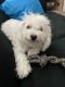 Bichon Frise Puppies for sale in 9222 Kings Canyon Dr, Charlotte, NC 28210, USA. price: NA