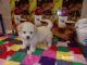 Bichon Frise Puppies for sale in Monticello, KY 42633, USA. price: NA