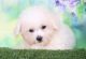Bichon Frise Puppies for sale in Plaridel, Bulacan, Philippines. price: 50,000 PHP
